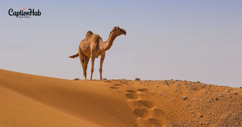 Desert Instagram Captions