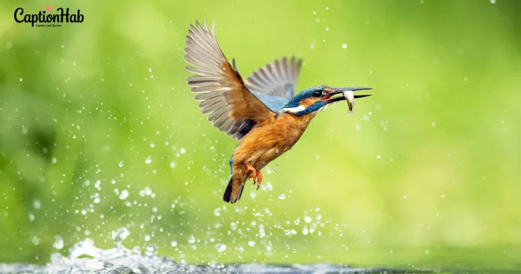 Birds In Nature Captions