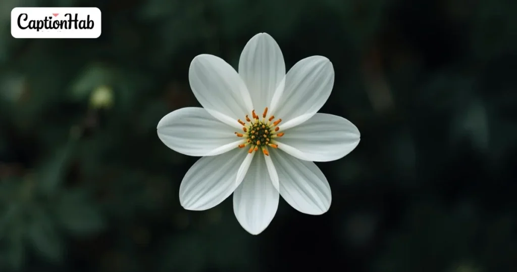 White Flower