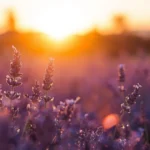 Lavender Captions