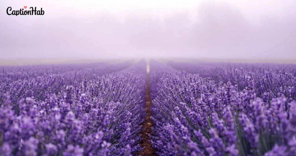 Romantic Lavender